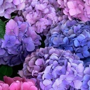 Meet your Posher, Mayra